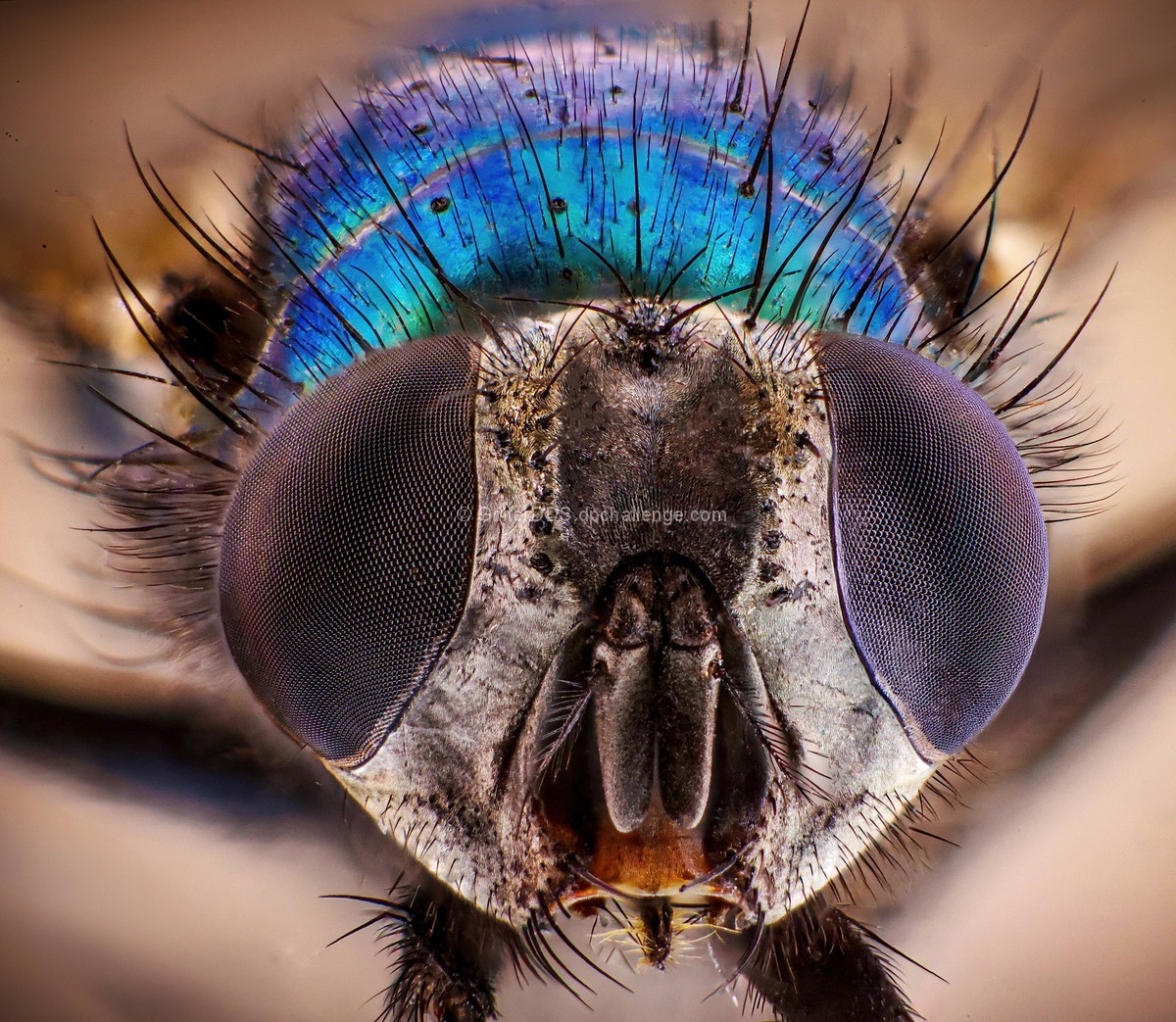 Bilateral Symmetry