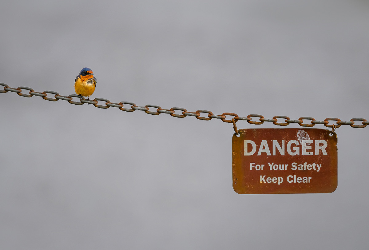 Danger Comes In All Sizes (Apparently)