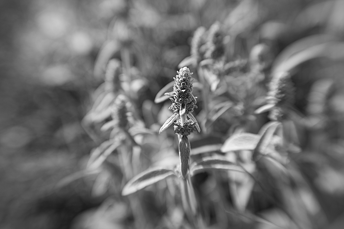 Lensbaby Photography Phase
