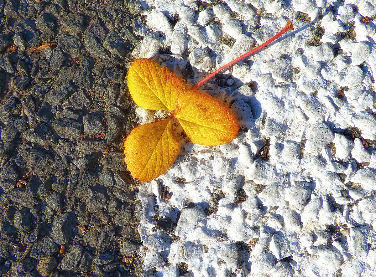 Found Life, Flattish