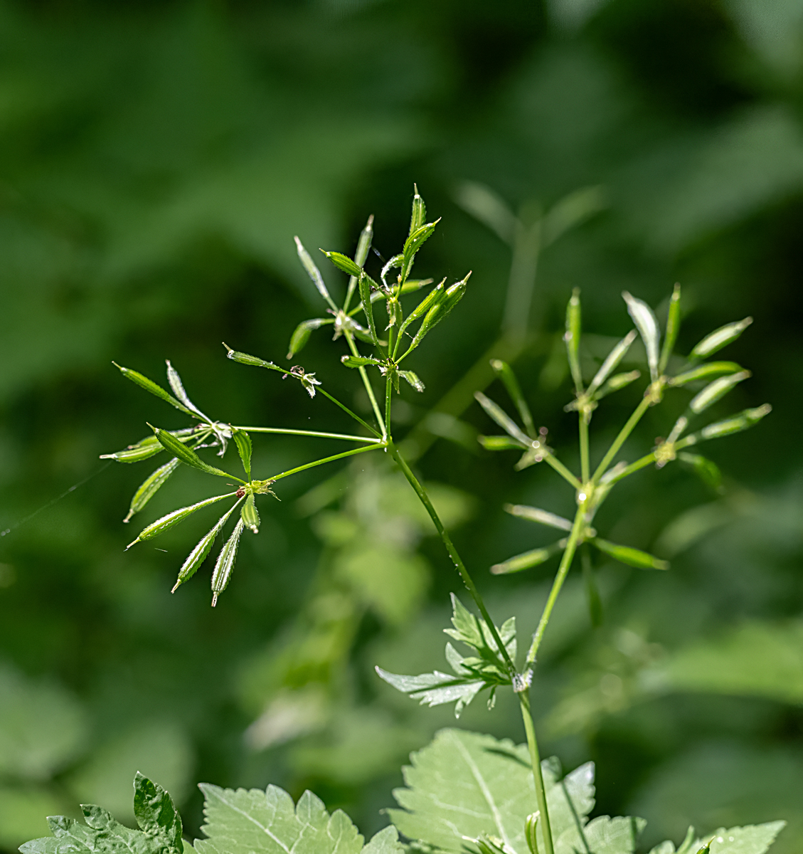 Sweet Cicely
