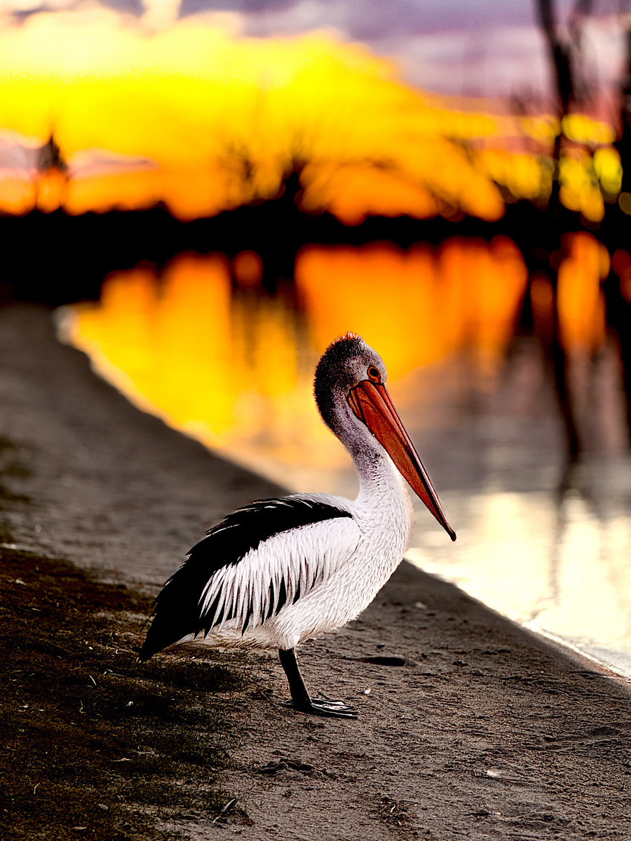 Aussie Pelican