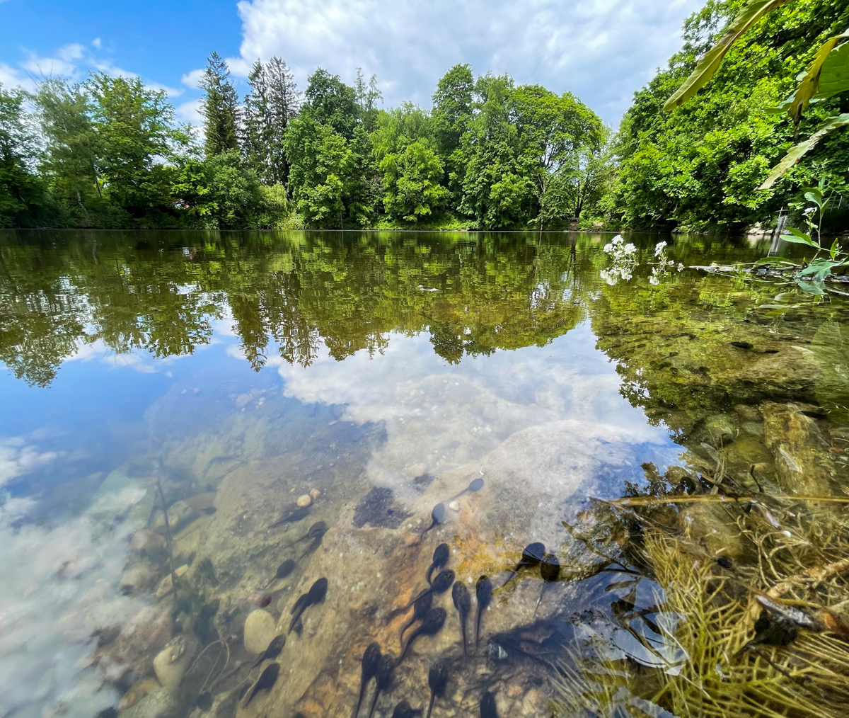 tadpoles