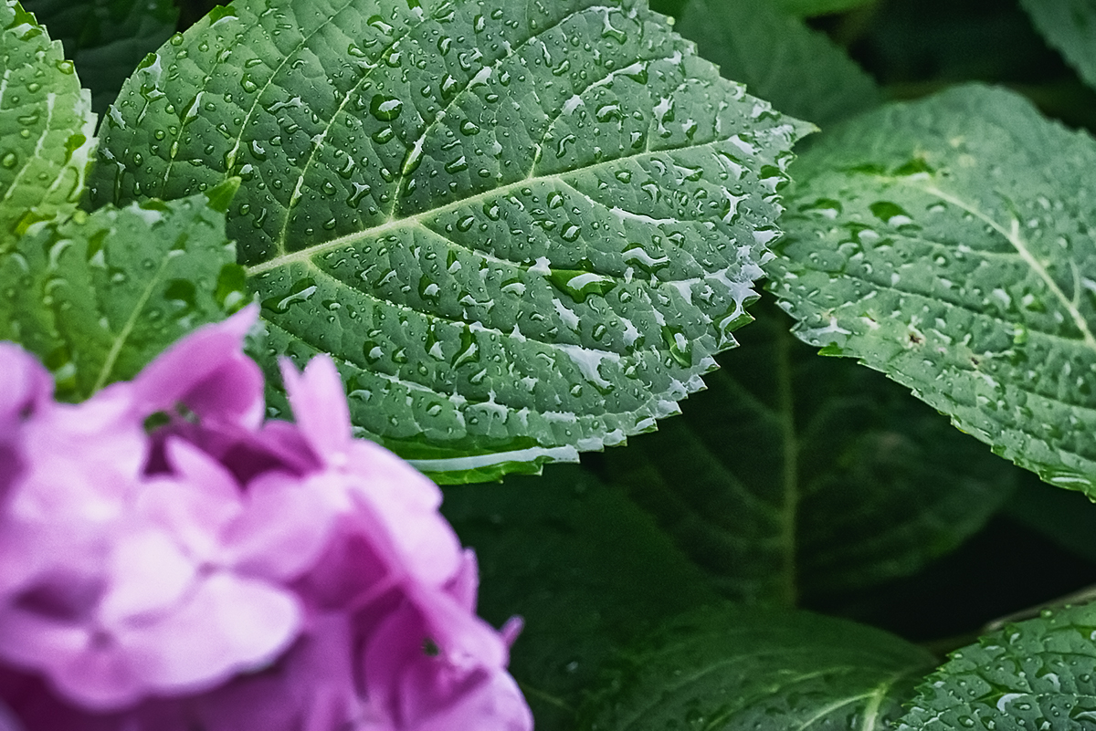 rainwater
