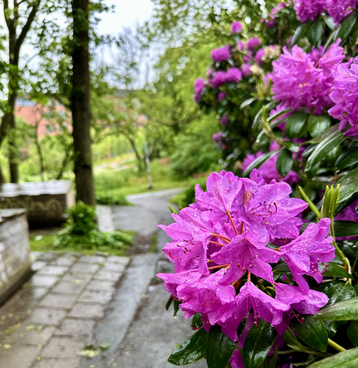 Rhododendron 