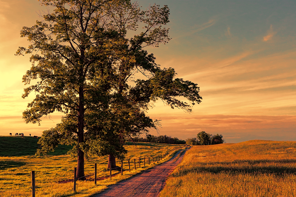 The Road Home