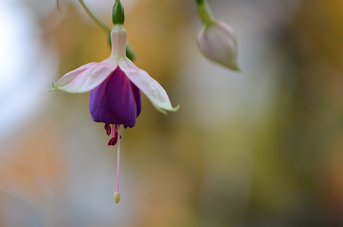  Autumn Flower