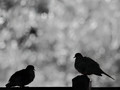 Morning Doves
