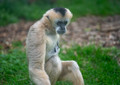 White-Cheeked Gibbon