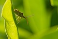 stink bug
