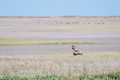 Owl on a Mission
