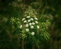 Hemlock