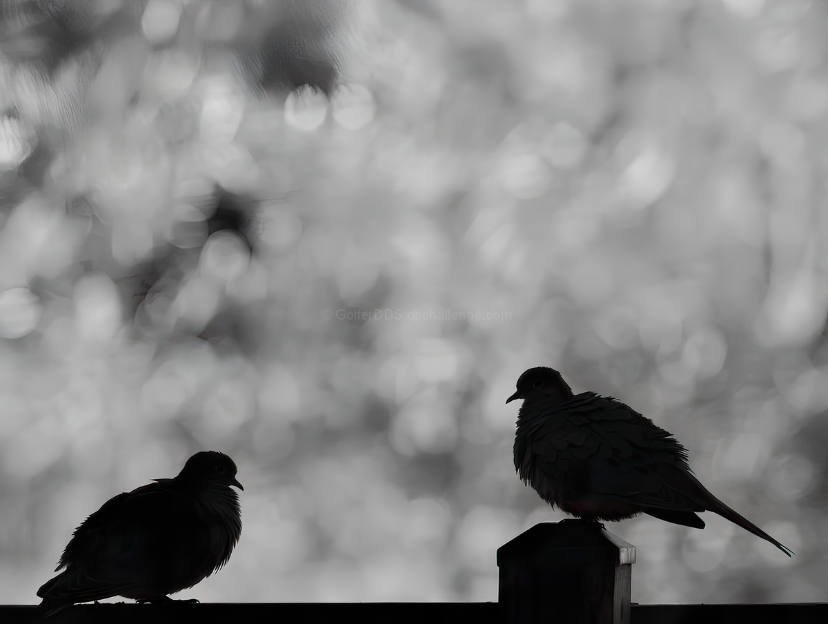 Morning Doves
