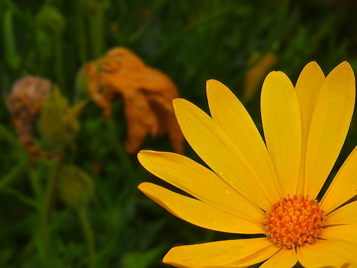 Gerbera Daisy
