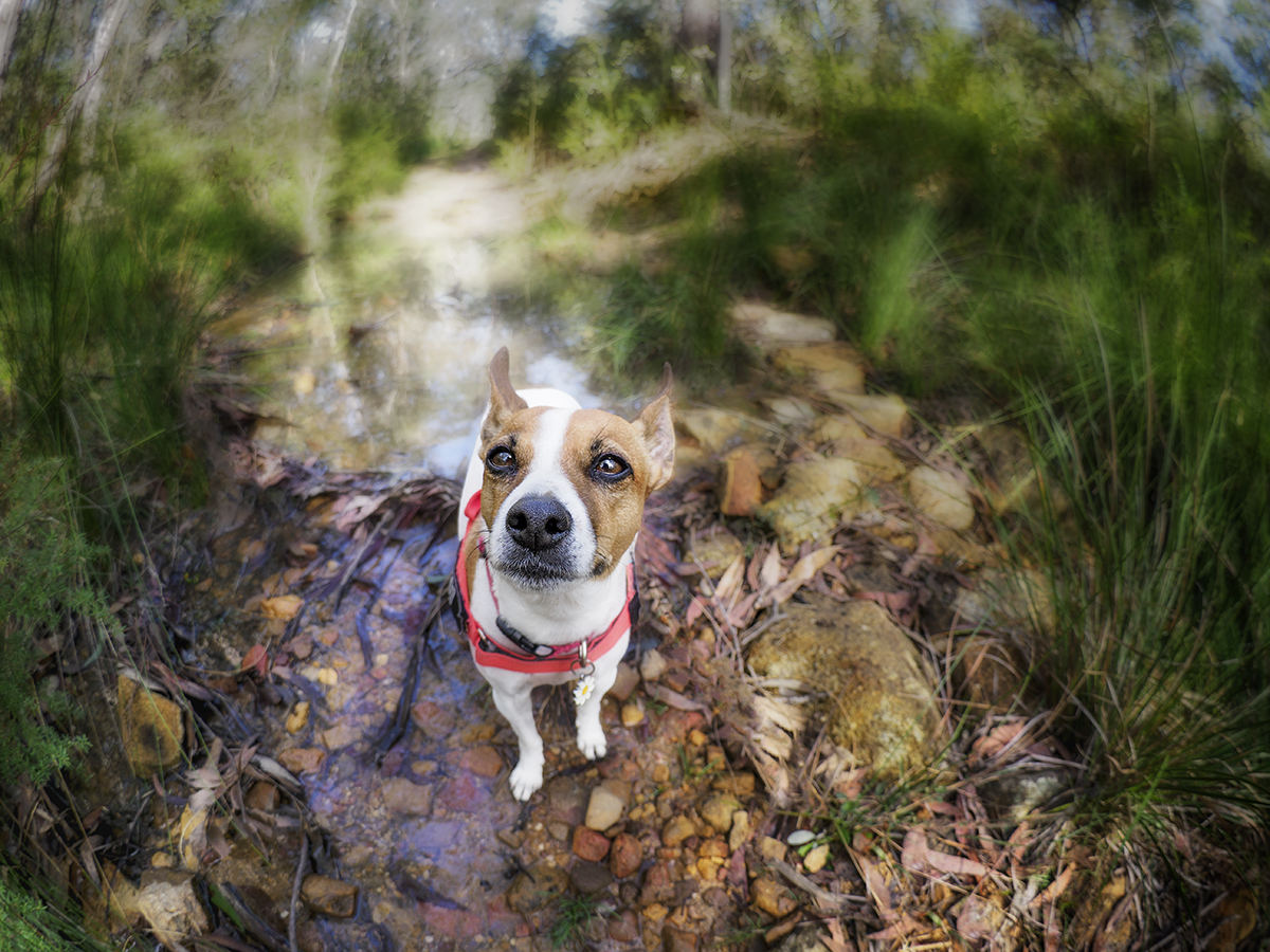on the firetrail 