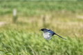In flight