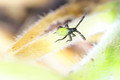 baby squash bug - grrr