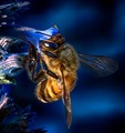 Pollinator