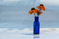 Orange and Blue