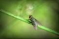Fly of the Christmas Spirit