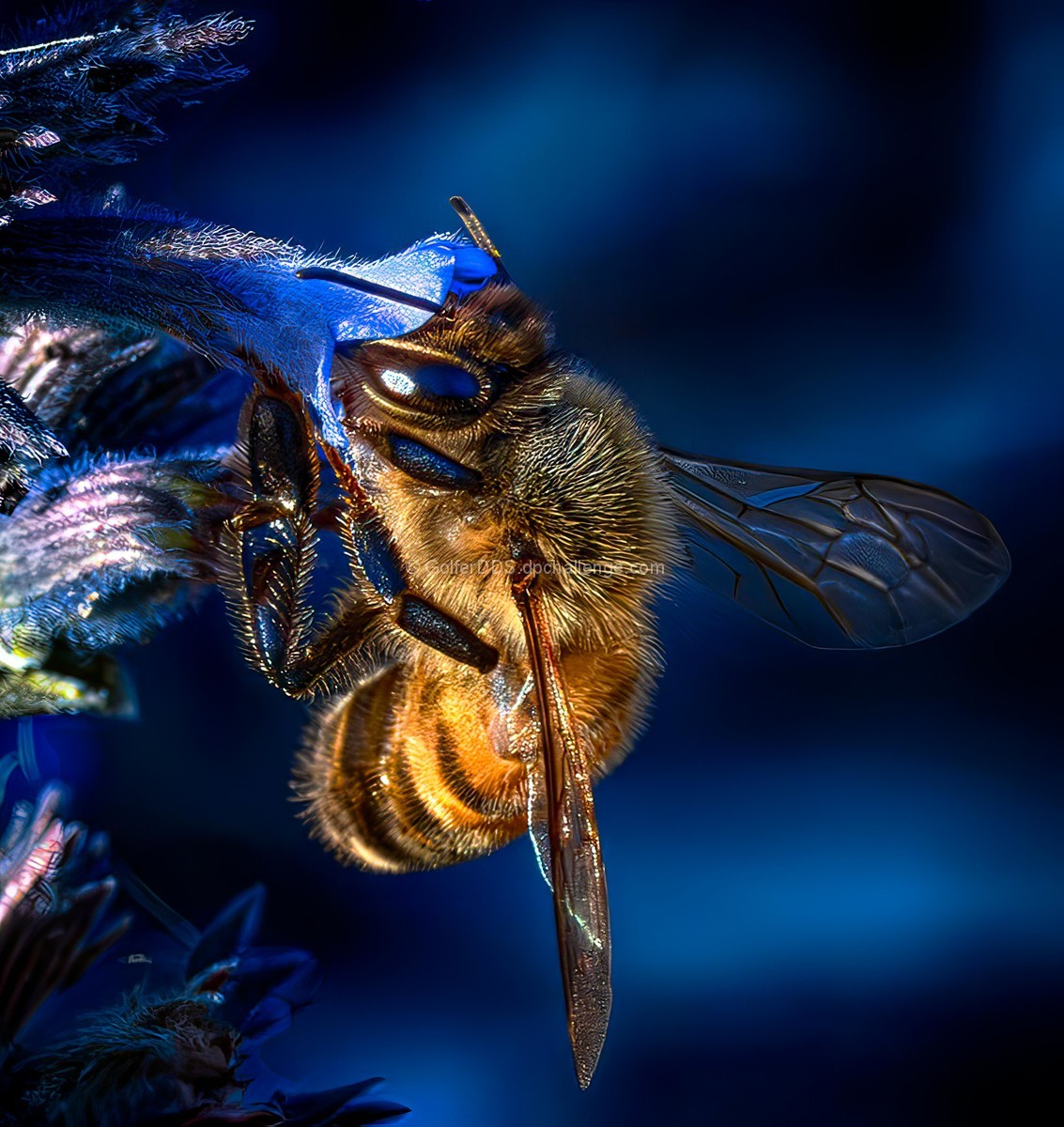 Pollinator