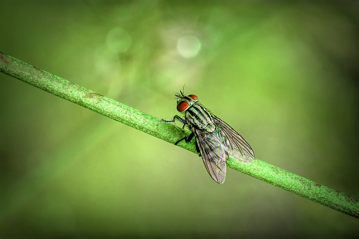 Fly of the Christmas Spirit