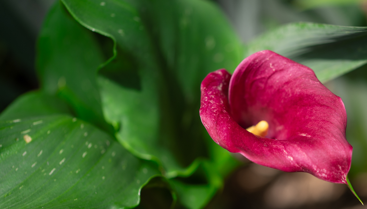 Calla Lily