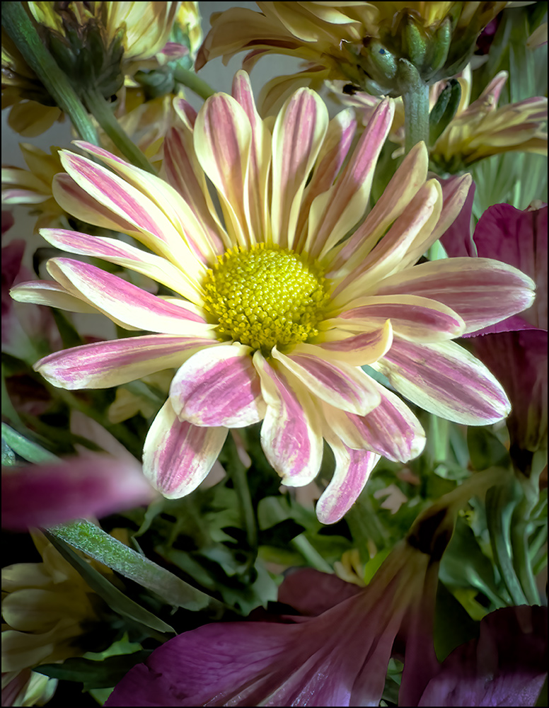  Purple and Gold