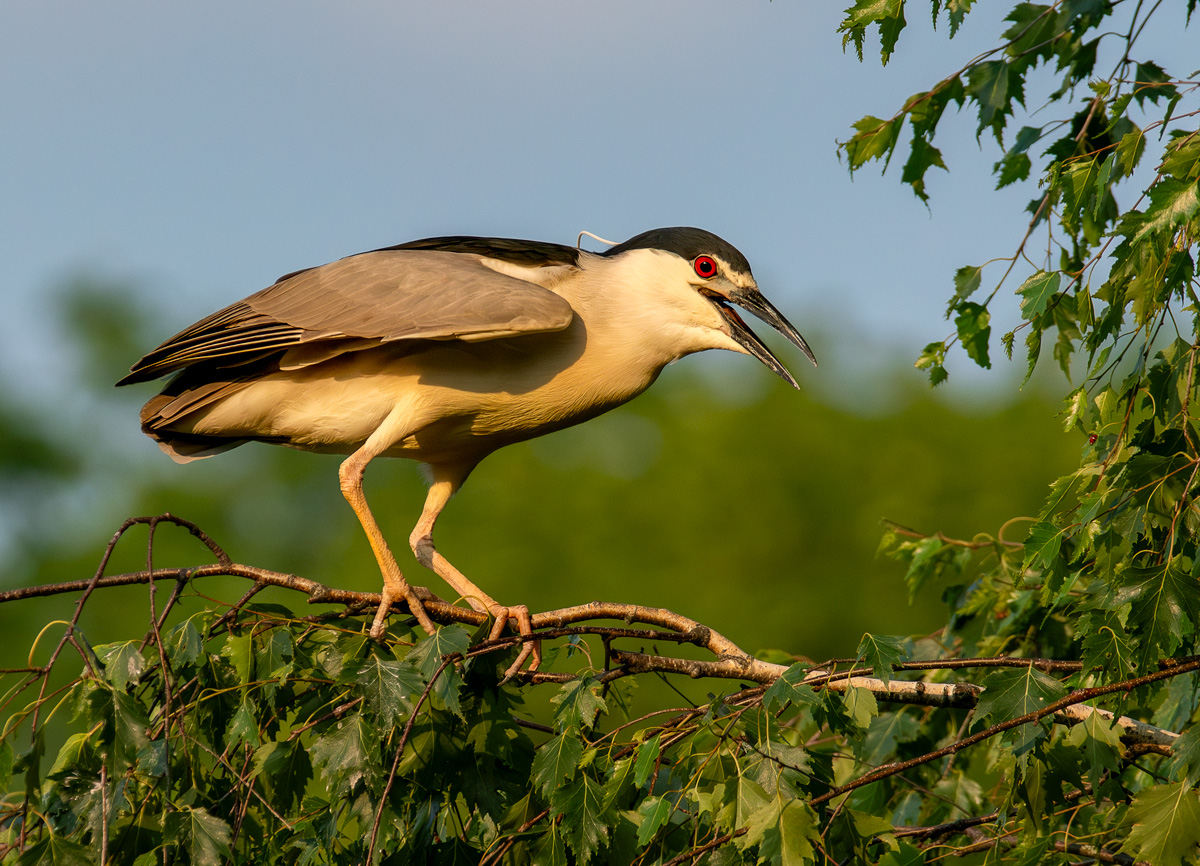 Night Heron on Branch