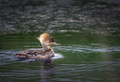 If Mr T Was A Duck - I pity the fool who votes me a 2 - Looking At you 28