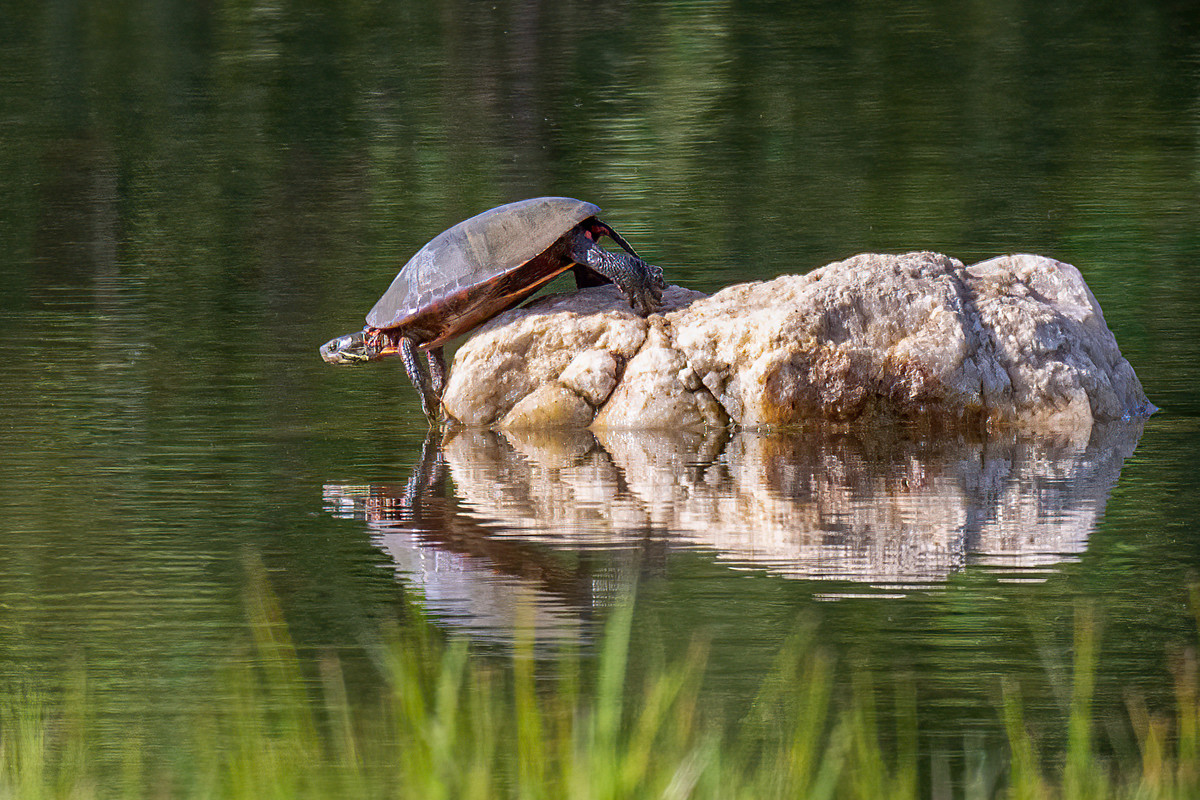 Time For A Dip