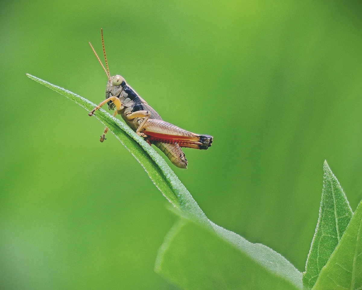 Field observation no. 4 - Melanoplus differentialis