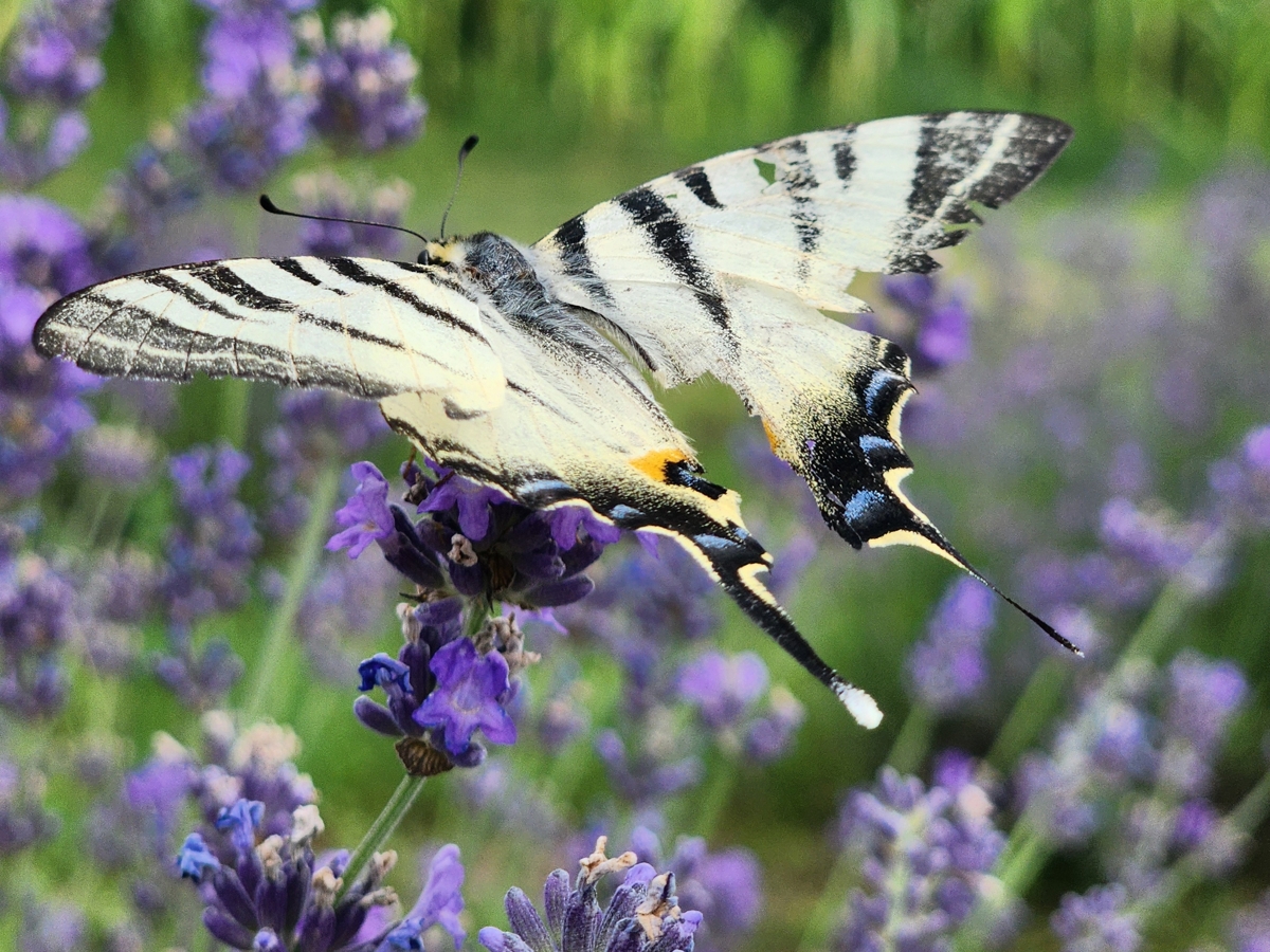 fly