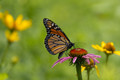 Queen of the wild flowers