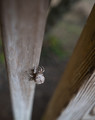 Climber