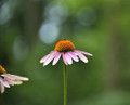 Coneflower