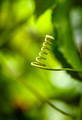 Tendril