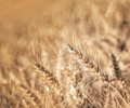 Golden Harvest
