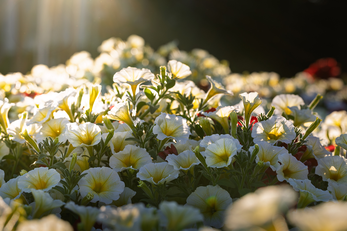 Whispers of Dawn Through Petal Light