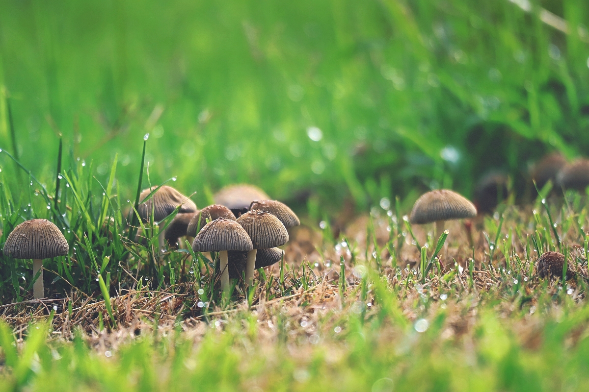 Tiny mushrooms, kissed by morning