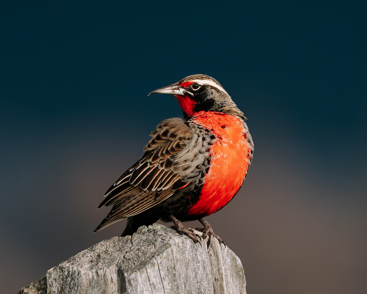 Meadowlark