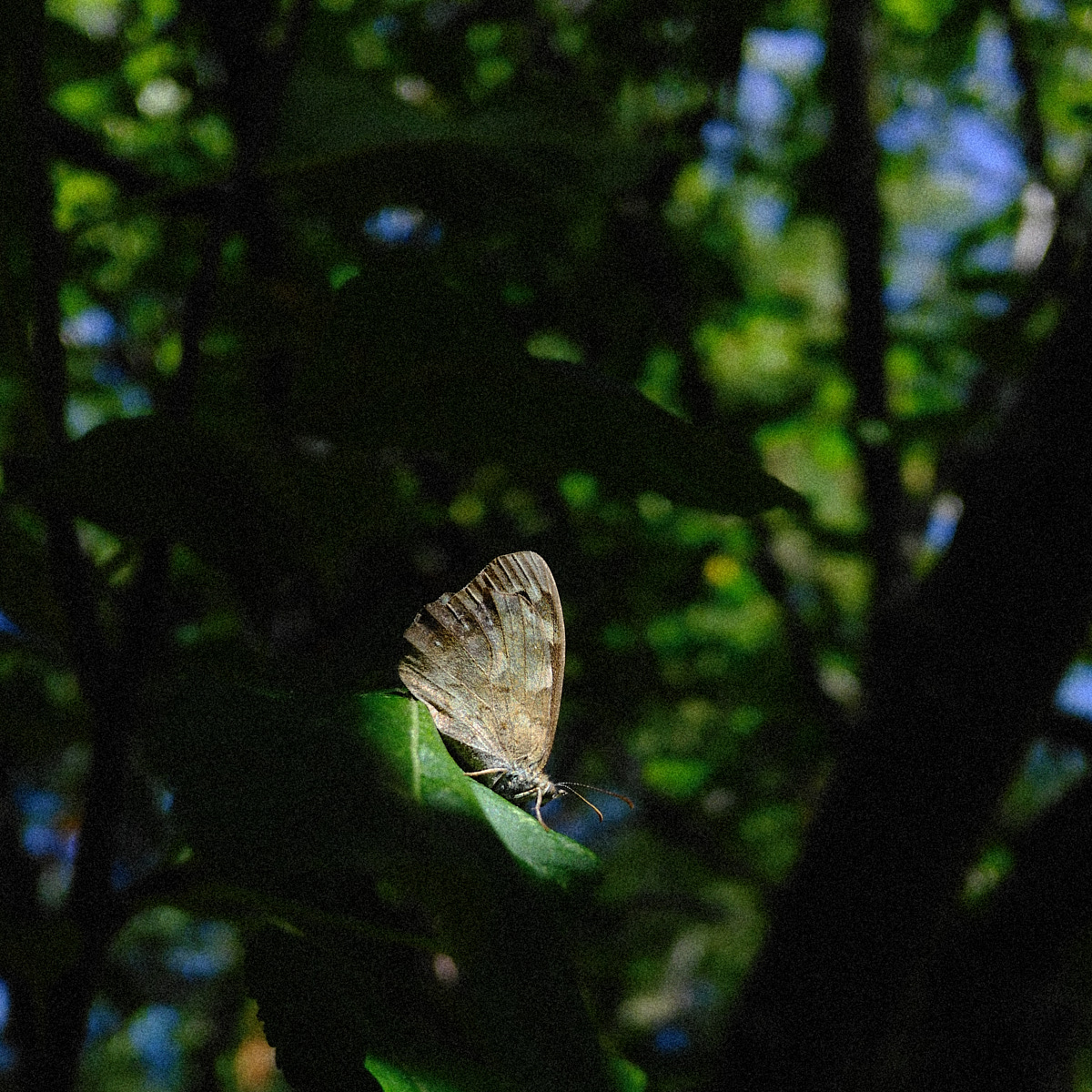 Spotlight on a critter