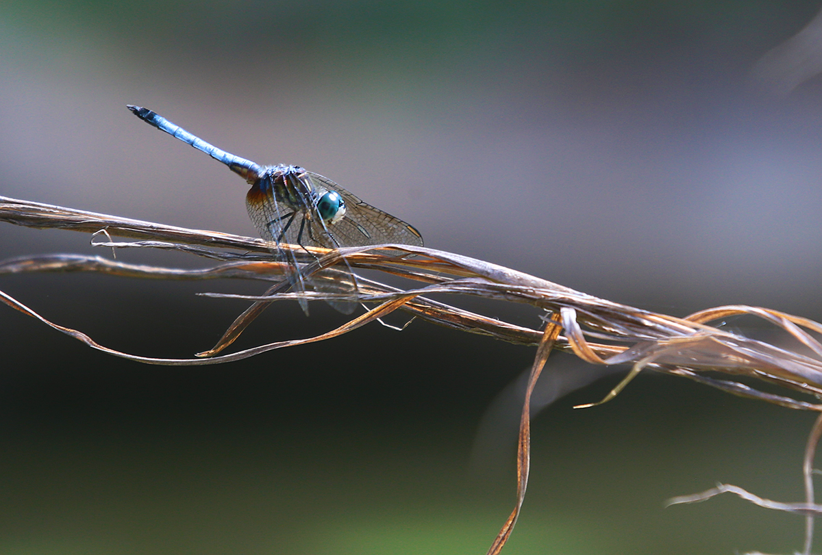dragonfly