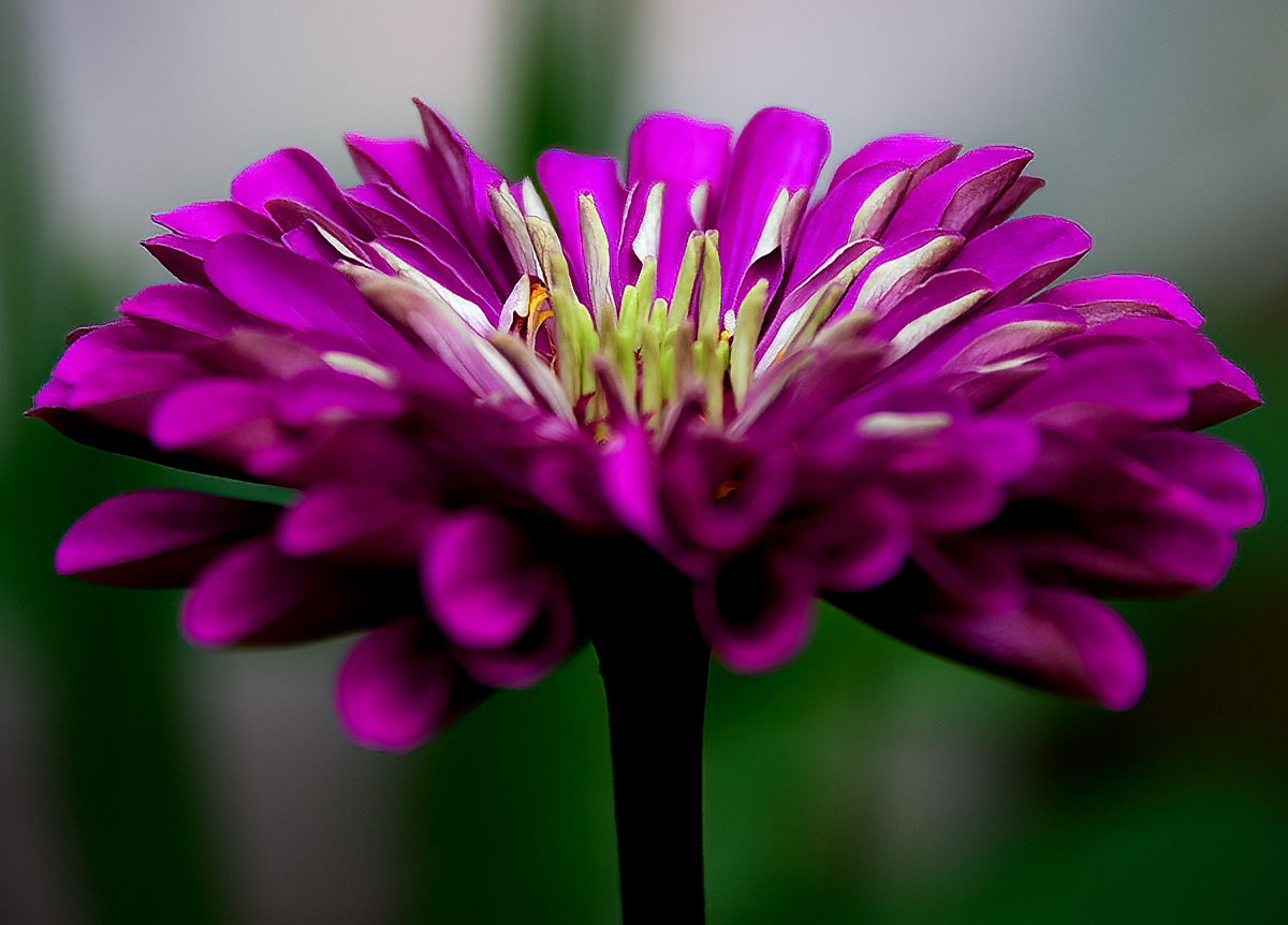 Magenta