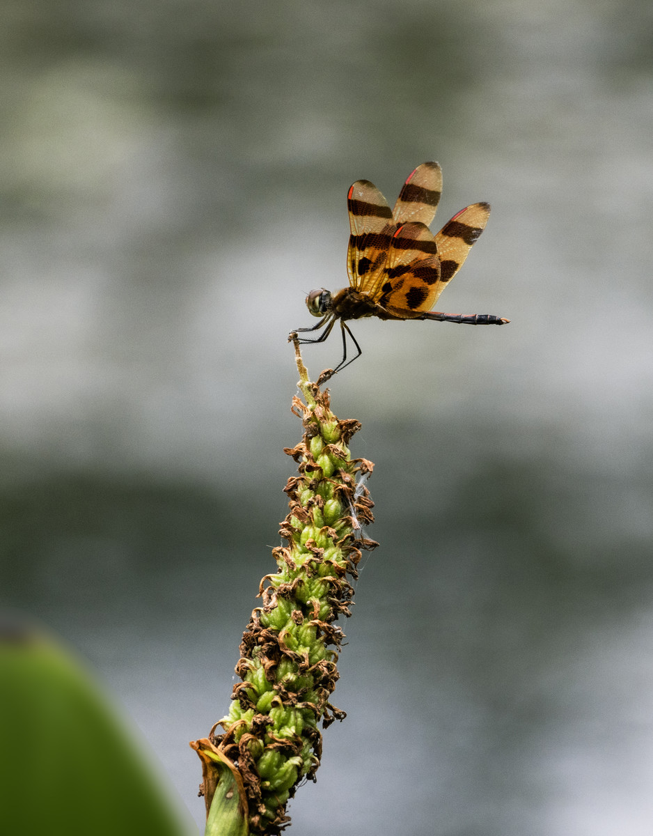 The Little Dragonfly