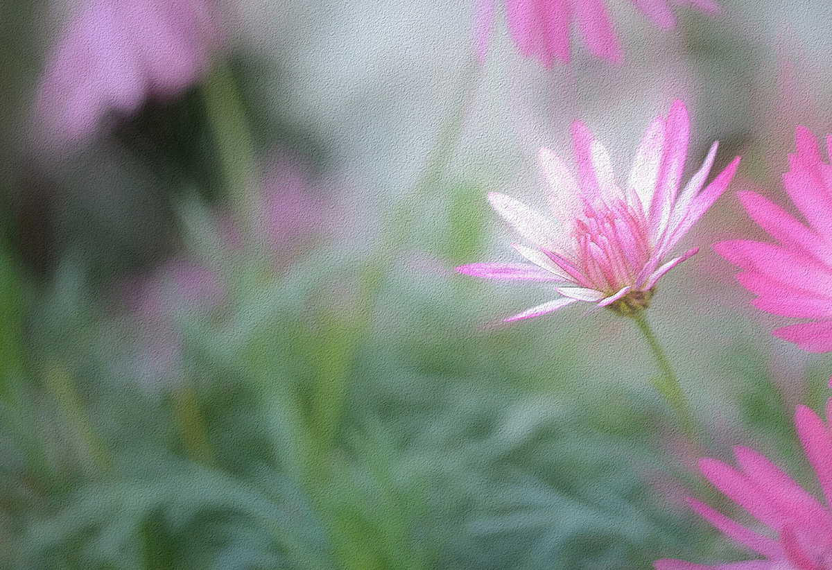 Argyanthemum - Raspberry Ice