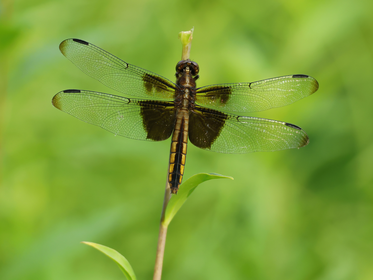Widow Skimmer