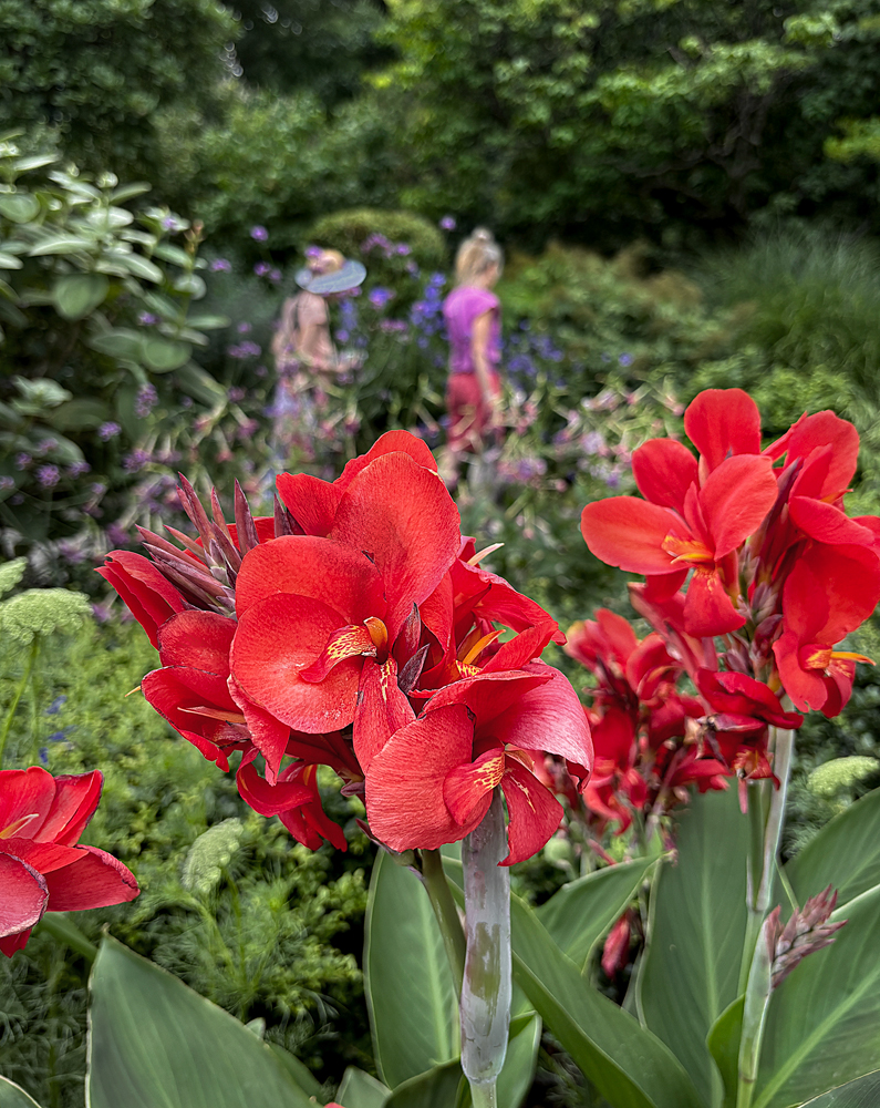 July flowers