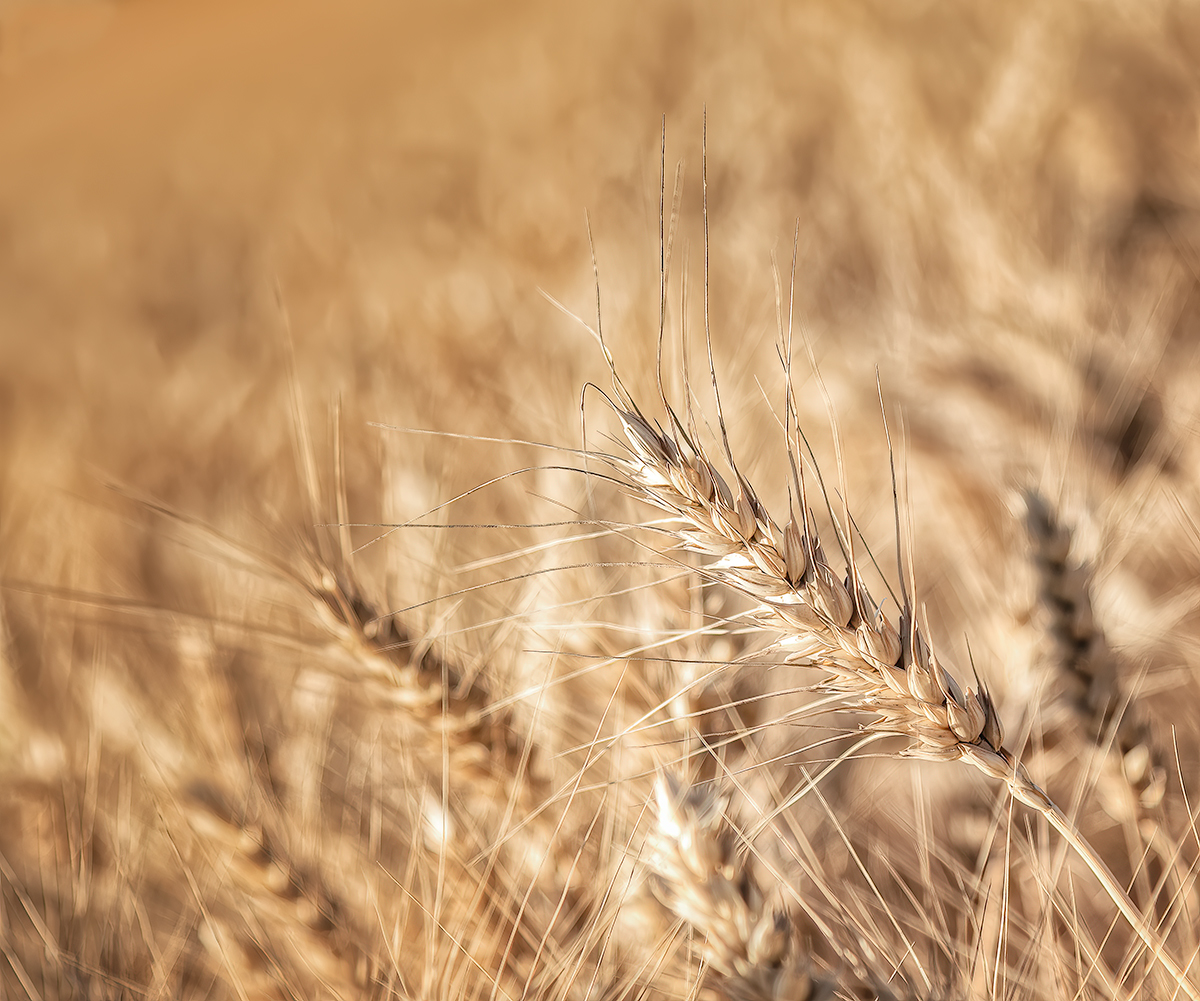Golden Harvest