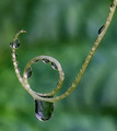 Summer Rain